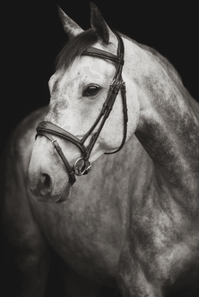 Hovedbilde Lippo supreme fancy hodelag